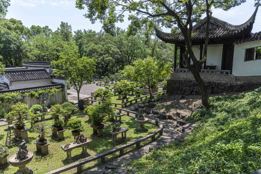 China - Suzhou 21 - Colina del Tigre - jardín de bonsáis
